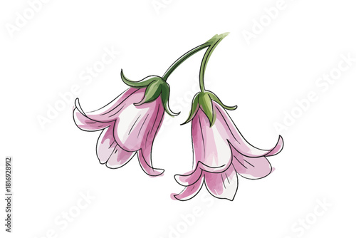 Delicate pink bell flowers painted with watercolor on white background