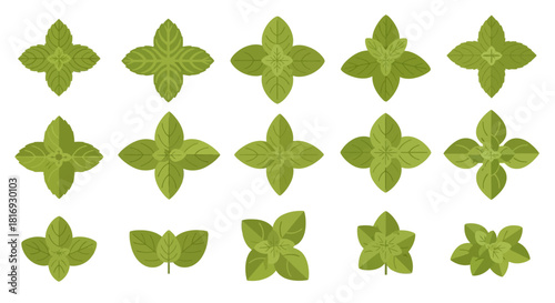 Assorted flat vector illustration of fresh mint leaves arranged in various clusters