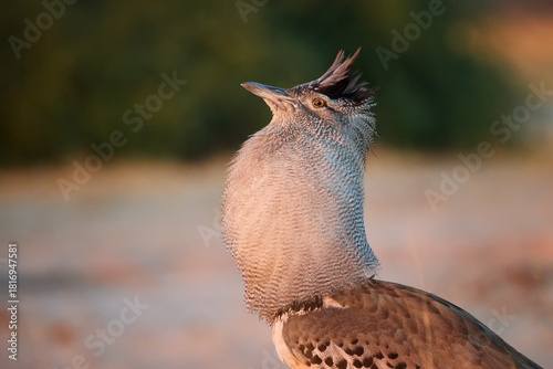 Male Kori bustard (Ardeotis kori) displays with an inflated throat in warm Savuti light. African bustard showing breeding behavior.
