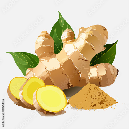 Realistic ginger root with slices and powder displayed on a clean white background, featuring natural textures and herbal spice elements in a detailed illustration style.