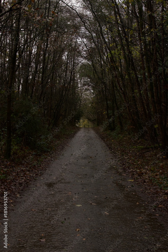 Obraz premium path in the woods