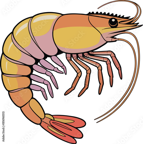 Vibrant shrimp illustration for seafood, isolated on white backdrop Vector