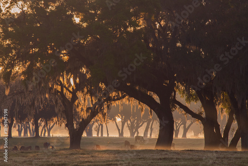 Dawn on a central Florida ranch with spanish moss from draping majestic trees.