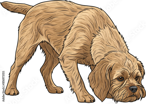 Griffon Fauve de Bretagne dog sniffing pose working stance