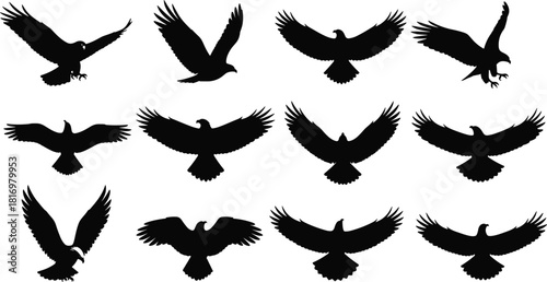 Set of flying eagle bird silhouettes in various wing positions, isolated black hawk shapes for wildlife design, nature illustration elements
