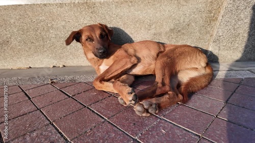 A sleeping dog on the street woke up in the evening sun