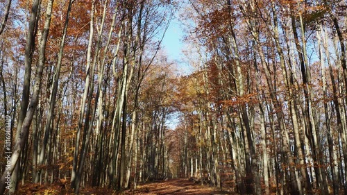 Der Tüllinger Wald in Herbstfarben. Ein Wanderweg, bedeckt mit einem Teppich aus totem Laub, inmitten hoher Buchen mit prächtigem Laub