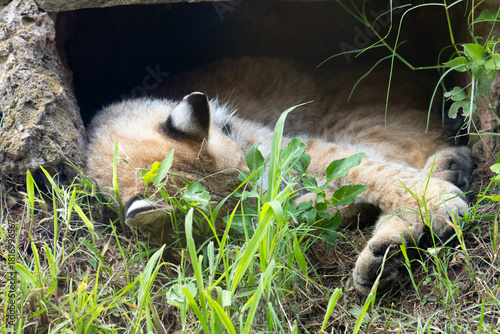 resting wild cat in zoo