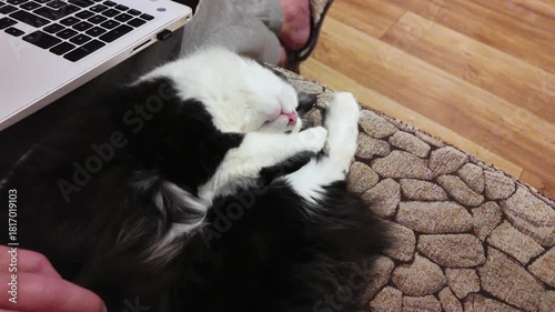 black and white cat beside laptop, owner gently strokes fluffy belly, slow purring and kneading paws, patterned rug and hardwood floor visible, cozy home office vibe, tranquil affectionate moment