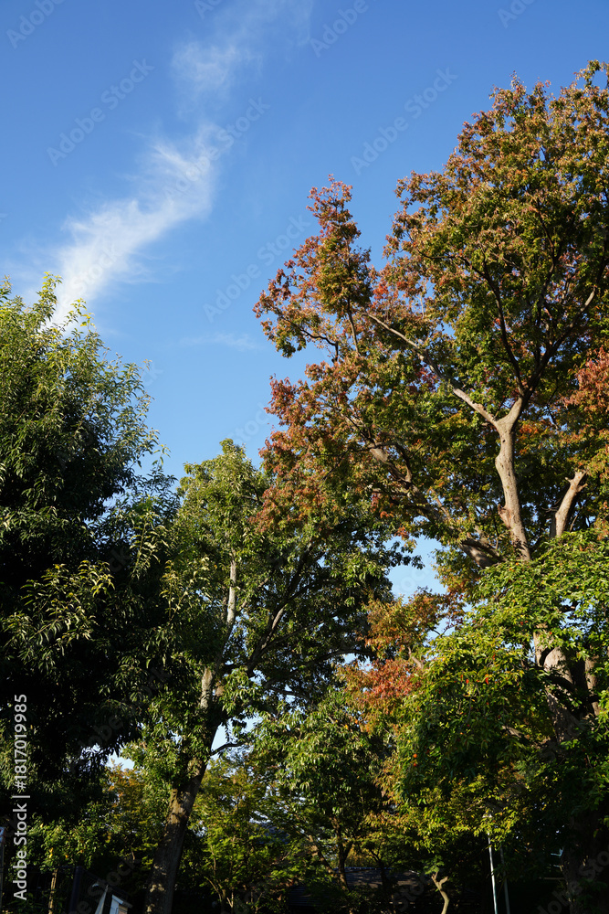 Obraz premium 秋の気配が感じられる京都の寺院の庭園の楓