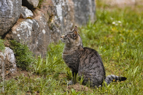 cat in the grass