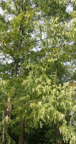 (Metasequoia glyptostroboides) Dawn redwood tree with drooping branchlets bearing linear foliage with hanging clusters of small globular and scaly male cones
