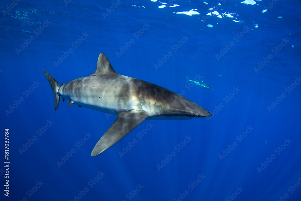 Fototapeta premium A group of silky sharks swimming in clear blue water. Pelagic sharks patrol near the surface. Mexican sharks. 