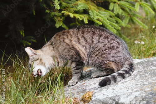 a cat eating grass
