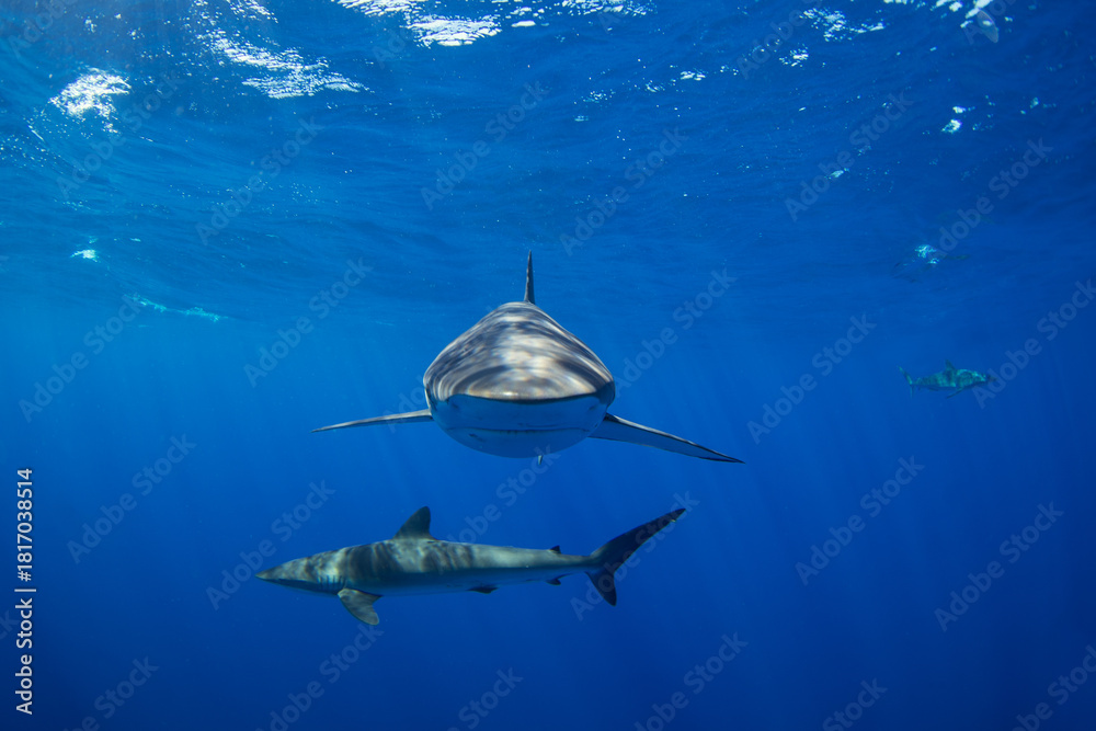 Fototapeta premium A group of silky sharks swimming in clear blue water. Pelagic sharks patrol near the surface. Mexican sharks. 