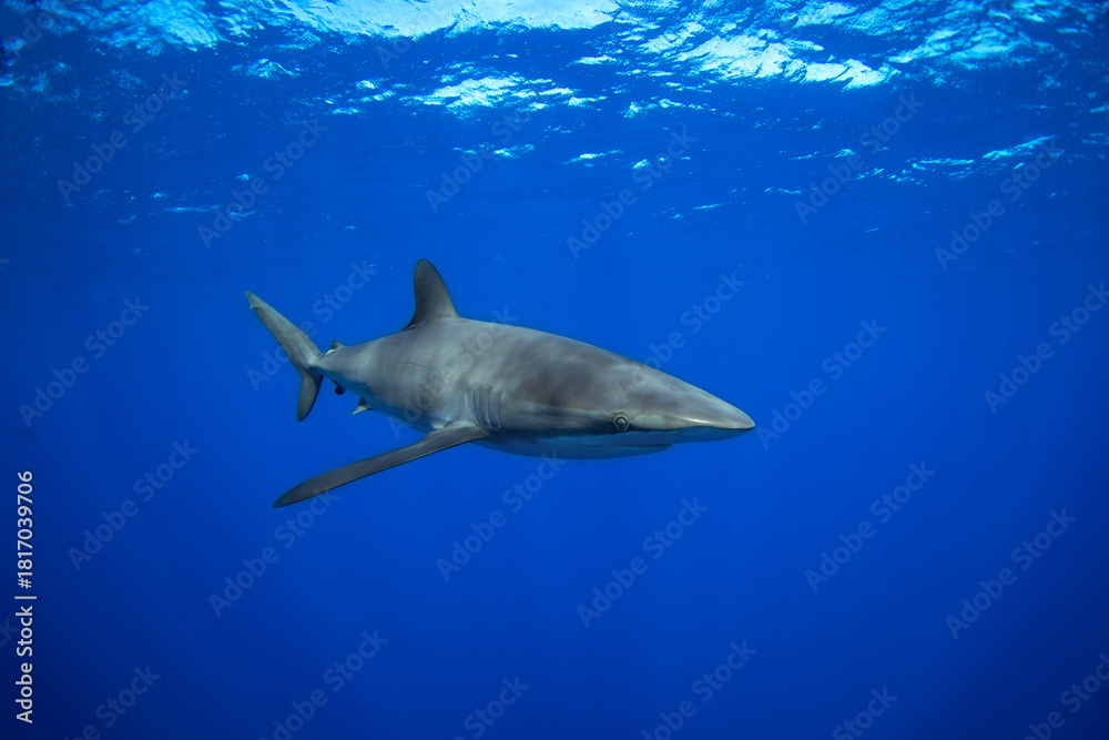 Fototapeta premium A group of silky sharks swimming in clear blue water. Pelagic sharks patrol near the surface. Mexican sharks. 
