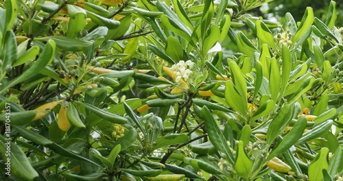 Pittosporum tobira | Japanese pittosporum - Australian laurel - Japanese cheesewood - House-blooming mock orange. Ornamental tree with umbels of sweetly-scented yellowish-white flowers
