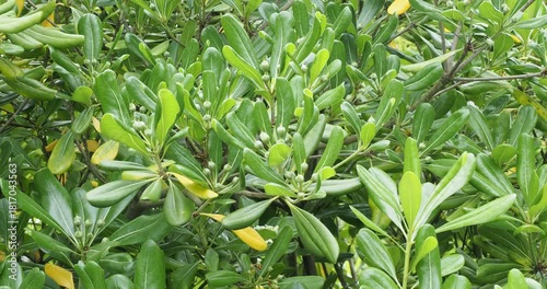 (Pittosporum tobira) Japanese pittosporum clothed with leathery, obovate and shiny green foliage and inflorescences of sweetly-scented white flowers in umbels an early summer
