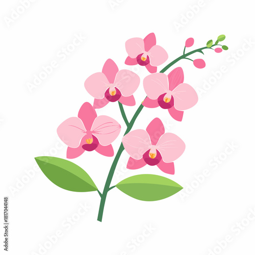 Exotic pink orchid flowers on a delicate branch with soft tropical petals, illustrated in a clean and elegant botanical style on a white background.
