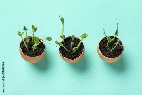 Egg shells with seedlings o...