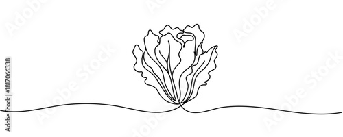Lettuce bunch, vector illustration isolated on white background, Continuous one single minimal line drawing Lettuce, Lettuce continuous one line drawing, Lettuce Drawing. Editable stroke