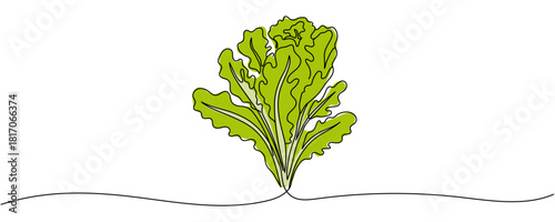 Lettuce bunch, vector illustration isolated on white background, Continuous one single minimal line drawing Lettuce, Lettuce continuous one line drawing, Lettuce Drawing. Editable stroke