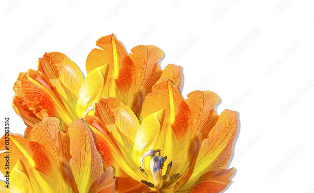 Naklejka premium Vibrant bouquet of orange and yellow tulips isolated on transparent background. Bright spring petals, rich color gradients and soft botanical details create a vivid floral element ideal for design
