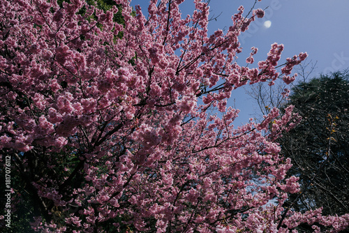 pink cherry blossom