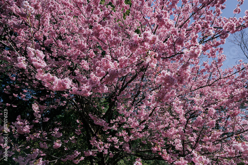 pink cherry blossom