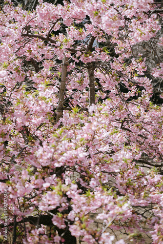 japan cherry blossom