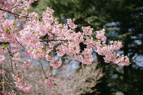 japan cherry blossom
