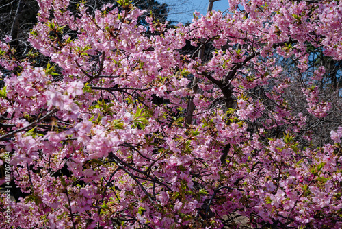 japan cherry blossom
