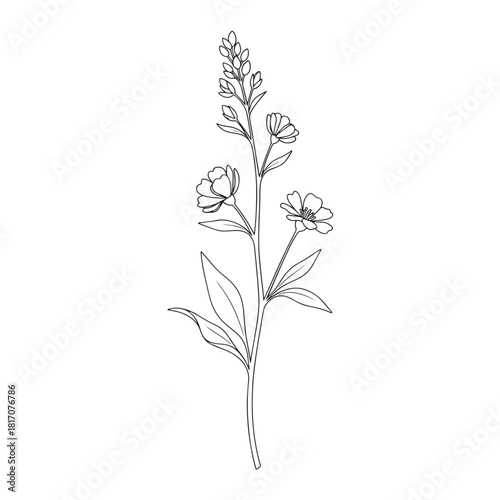 Delicate line drawing of a flowering plant with stems, leaves, and blossoms.