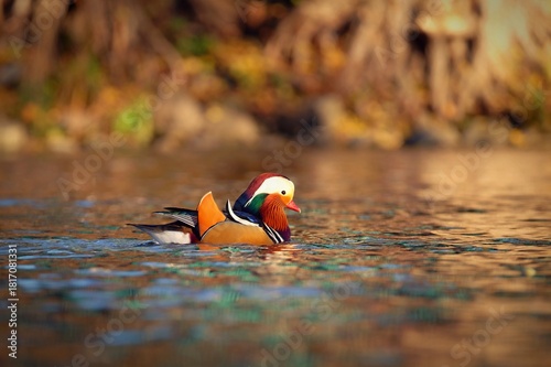 Beautiful mandarin ducks. Animals in the wild. Natural colorful background.
