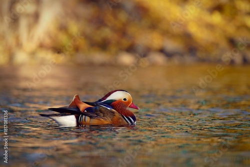 Beautiful mandarin ducks. Animals in the wild. Natural colorful background.