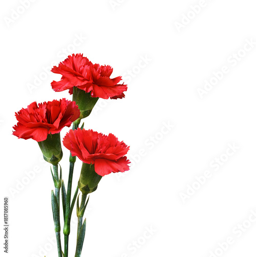 Three red carnation flowers...