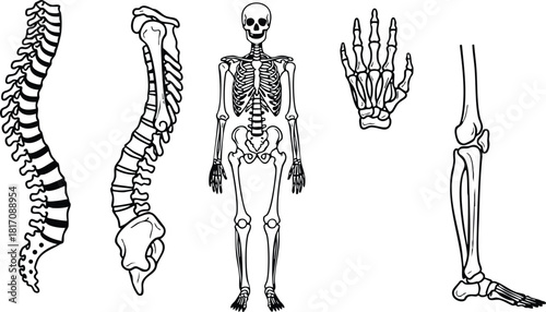 Human skeleton anatomy detailed illustration showing spine, full body, arm and leg bones for educational purposes 