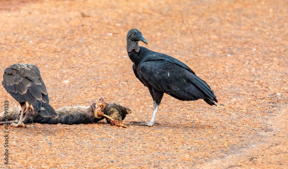 Obraz premium Scavenger birds, black vulture Coragyps atratus, feeding on a dead cat on the asphalt. Cycle of life and death, rebirth, purification, cleansing.