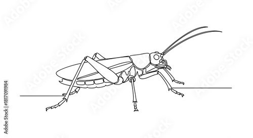 Outline illustration of a grasshopper on a white background  