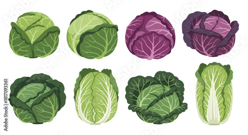 A colorful assortment of fresh cabbages in various shades of green and purple