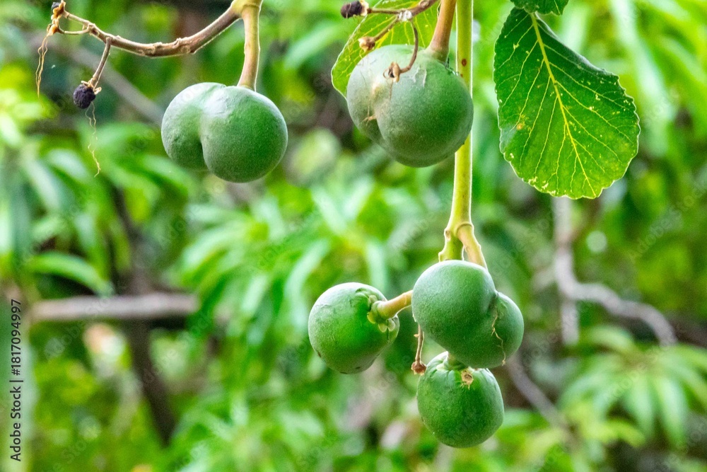 Fototapeta premium Immature fruits of pequi, caryocar brasiliense, on the tree in selective focus with depth blur. Perfect photo, well lit and well focused.