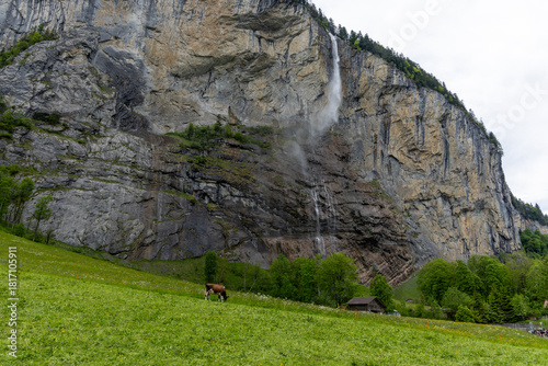 swiss cows in a green field eating grass