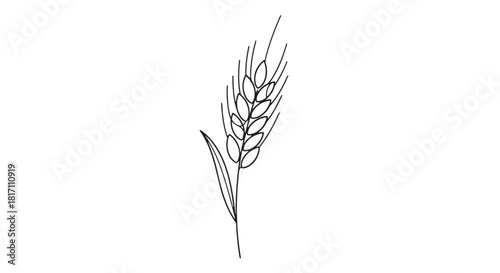 Minimalist line drawing of a wheat stalk with grain heads, conveying botanical simplicity.