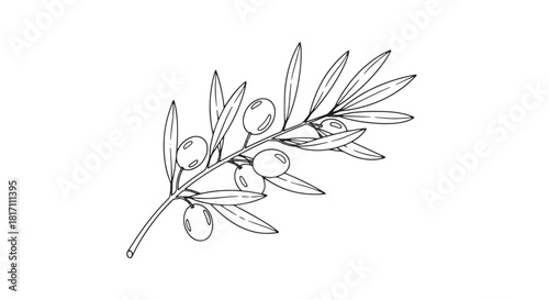 Delicate Olive Branch Sketch with Leaves and Branch.
