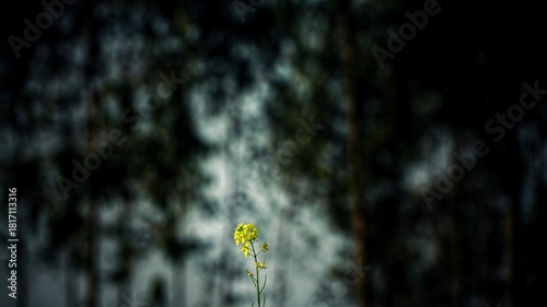 dandelion seed head