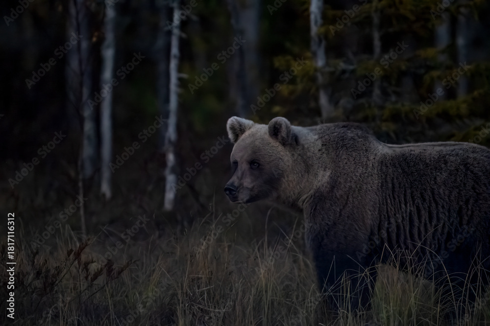 Fototapeta premium The Lord of the Night Taiga, the brown bear, Ursus arctos