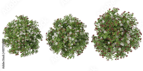 Fotografía Collection of Viburnum plants on transparent background from the top view