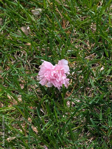 pink flower in grass