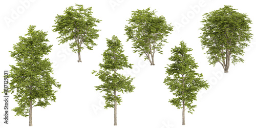 Fototapeta Naklejka Na Ścianę i Meble -  Collection of Alnus plants on transparent background
