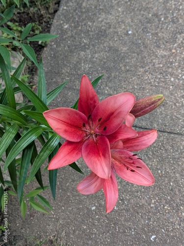 red and white lily
